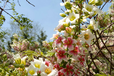 北京大學在職研究生 北京大學在職研究生