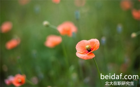 北京大學(xué)經(jīng)濟(jì)學(xué)在職博士